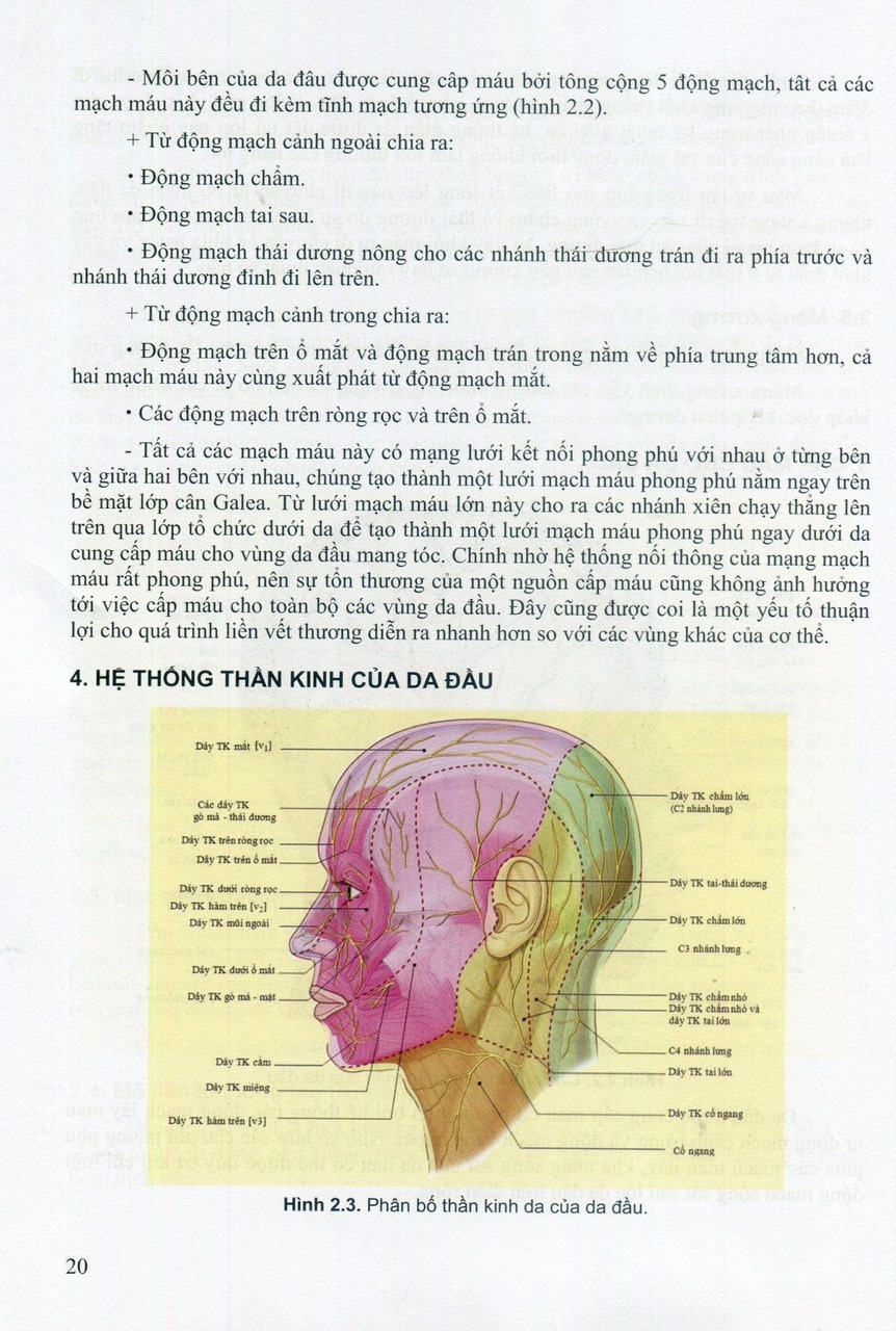 Các Vấn Đề Cơ Bản Trong Phẫu Thuật Tạo Hình Thẩm Mỹ (Phần III: Đầu Mặt Cổ) (Xuất bản lần thứ hai - năm 2023) - Trường Đại Học Y Hà Nội