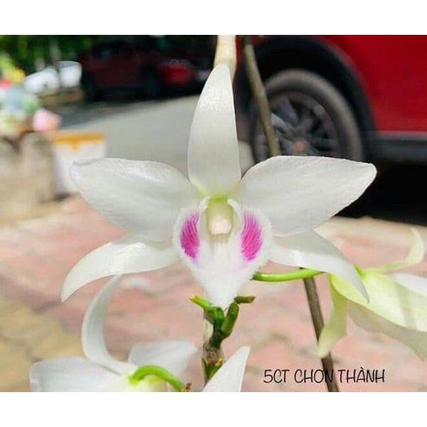 Cốc lan phi điệp đột biến 5 cánh trắng TRƠN THÀNH , hoa cực đẹp, cực hiếm, hàng gieo hạt, cây y hình