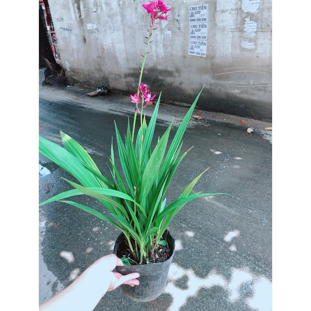 Cây Địa lan, lan đất hay lan chu đinh