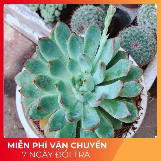 Sen đá viền hồng size đại
