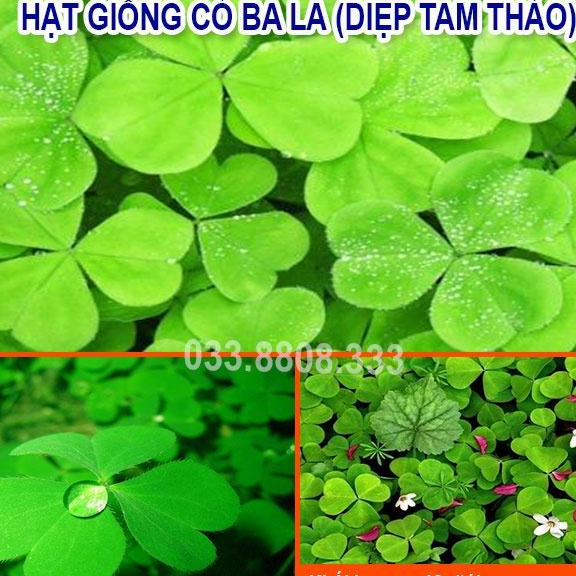 Hạt Giống Cỏ May Mắn ( Cỏ ba lá ) 50gram - Cỏ trang trí sân vườn