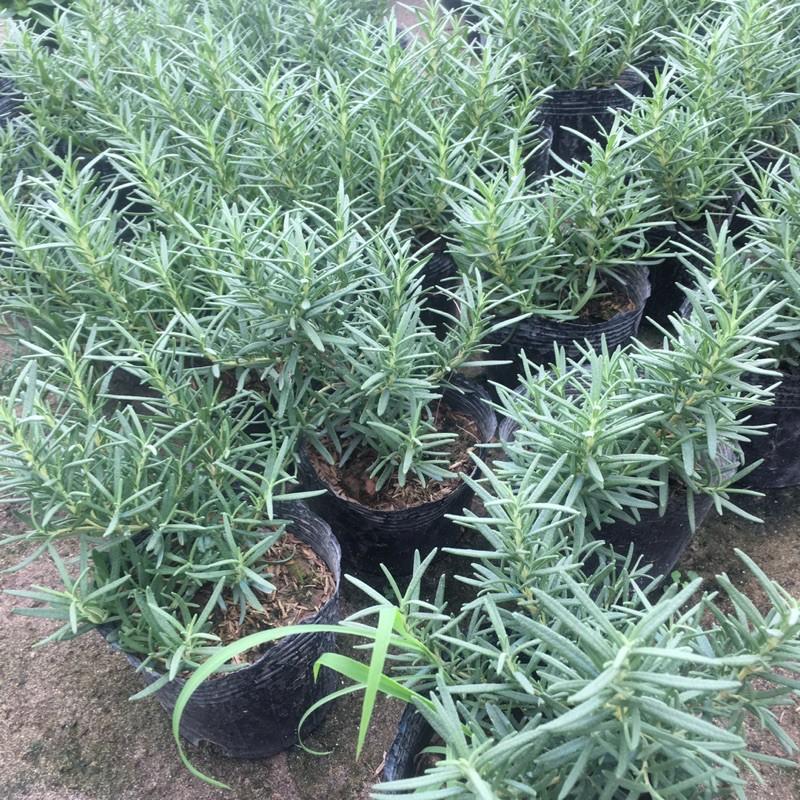 Cây Hương Thảo(Rosemary) Cực Thơm,Làm Gia Vị,Đuổi Muỗi Hiệu Quả (Cây Size Như Hình)