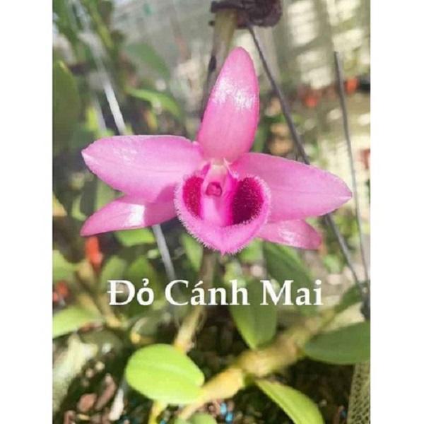 LAN PHI ĐIỆP ĐỎ CÁNH MAI