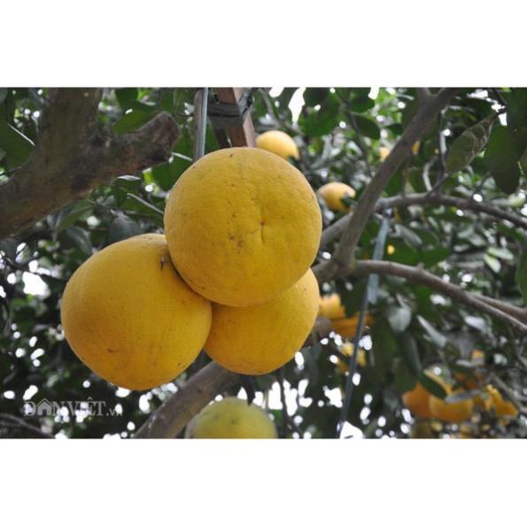 CÂY GIỐNG BƯỞI VÀNG