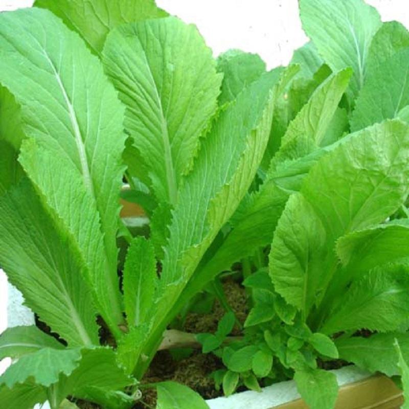 Hạt Giống Rau Cải Bẹ Xanh Mỡ - Gói 1KG