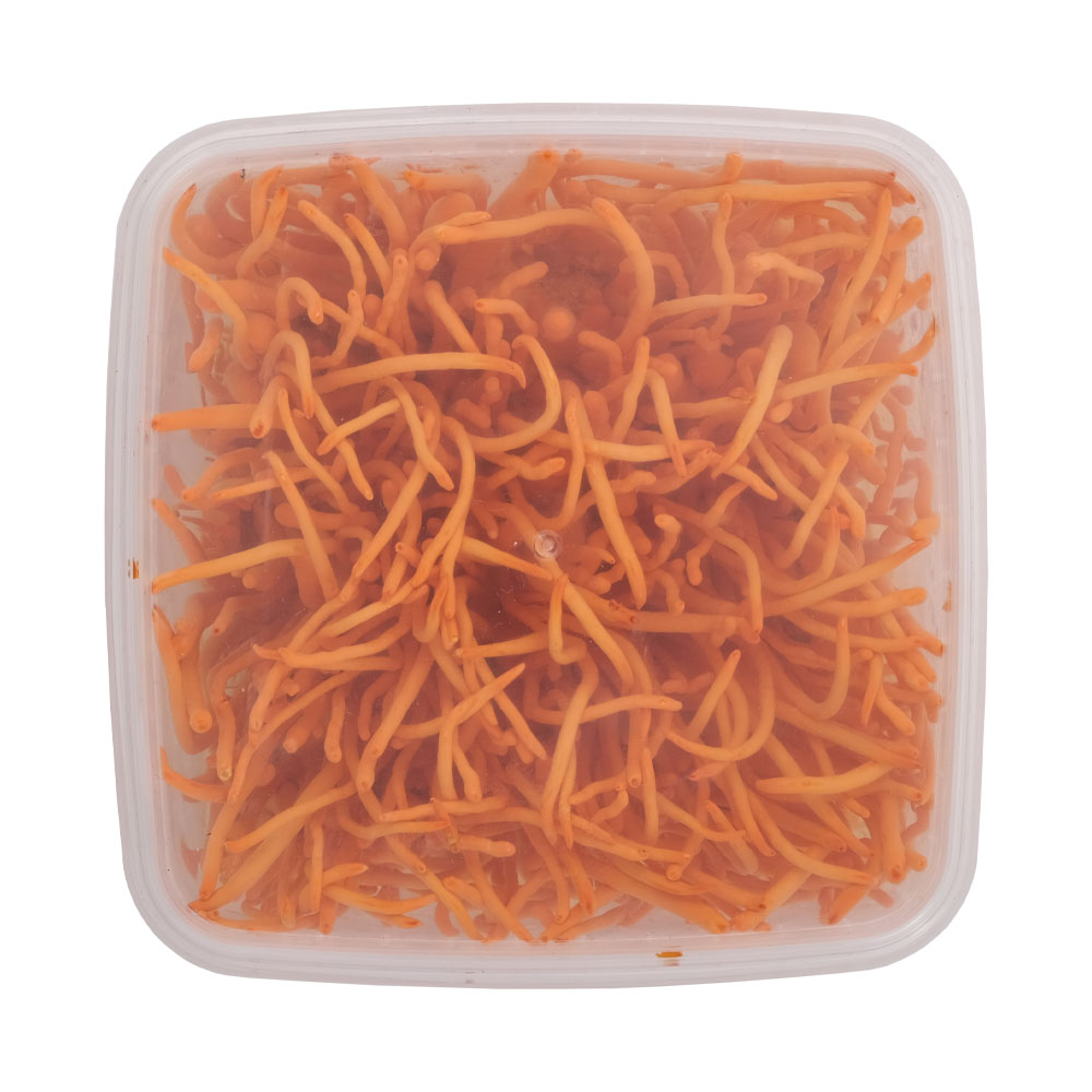 Đông Trùng Hạ Thảo Tươi 200gr - Nông Trại Nấm Xanh
