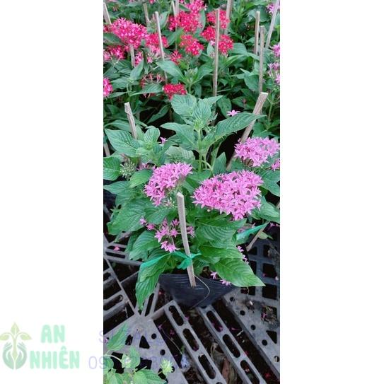 Hoa Diễm Châu Màu Tím