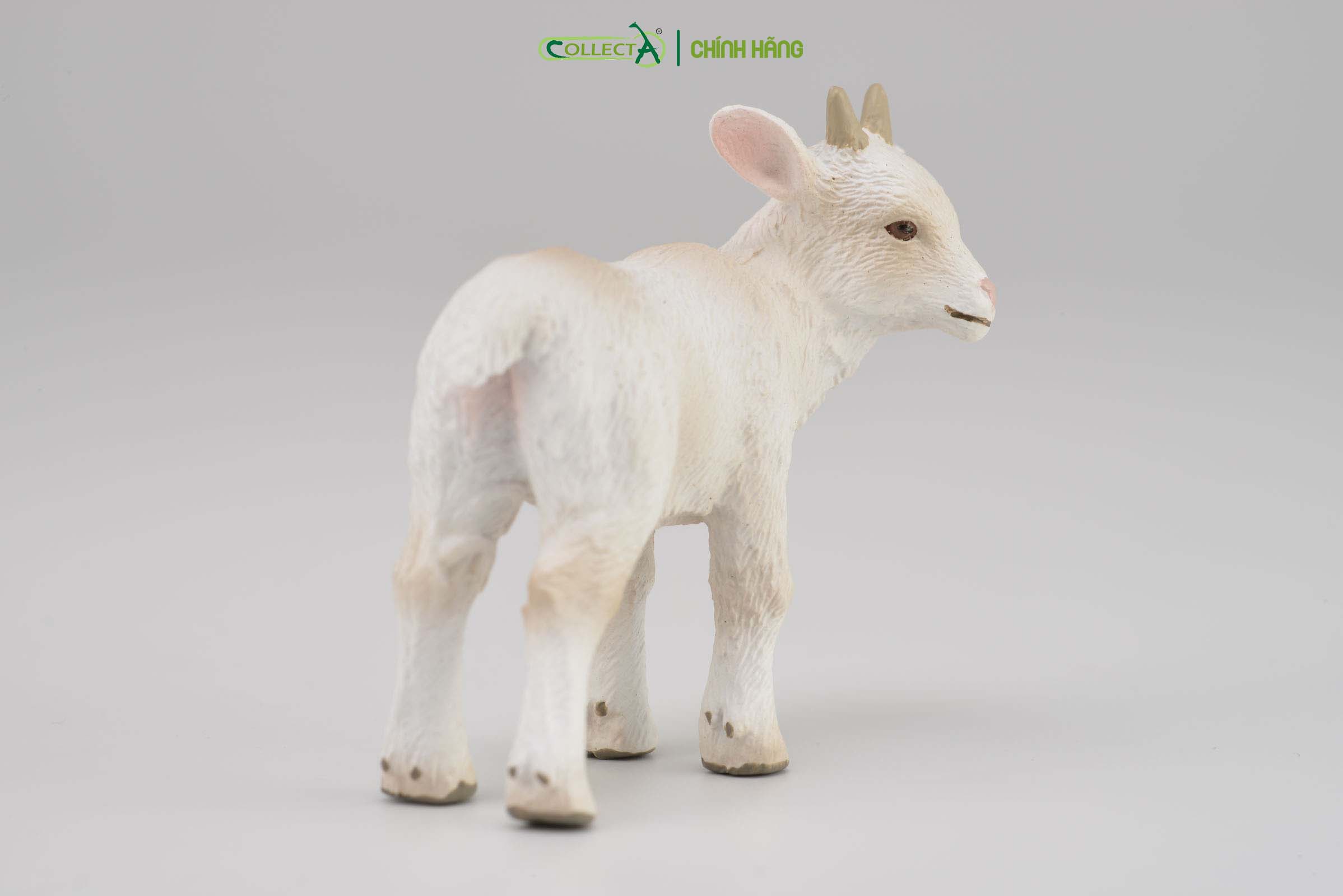 Mô hình thu nhỏ: Dê con - Goat Kid - Standing, hiệu: CollectA, mã HS 9650151[88786] -  Chất liệu an toàn cho trẻ - Hàng chính hãng