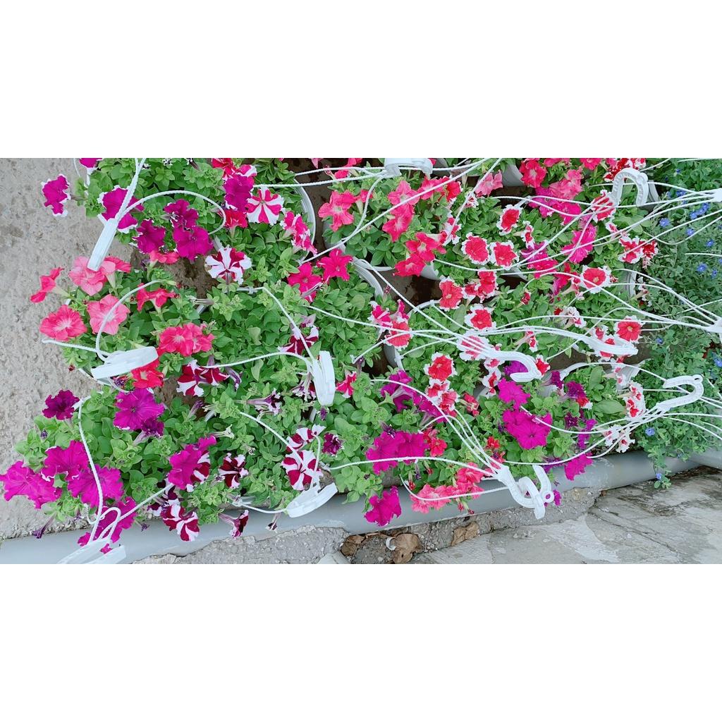 Chậu Hoa Dạ Yến Thảo