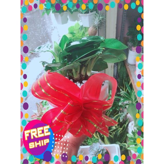 Chậu Trầu Bà Đế Vương Xanh