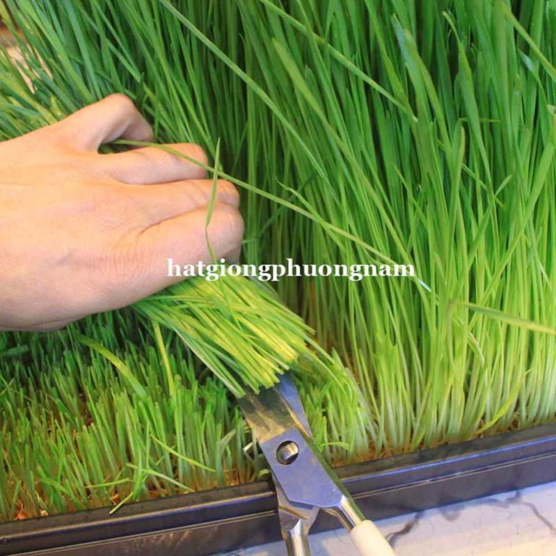 100GR - HẠT GIỐNG CỎ LÚA MÌ - CỎ MÈO