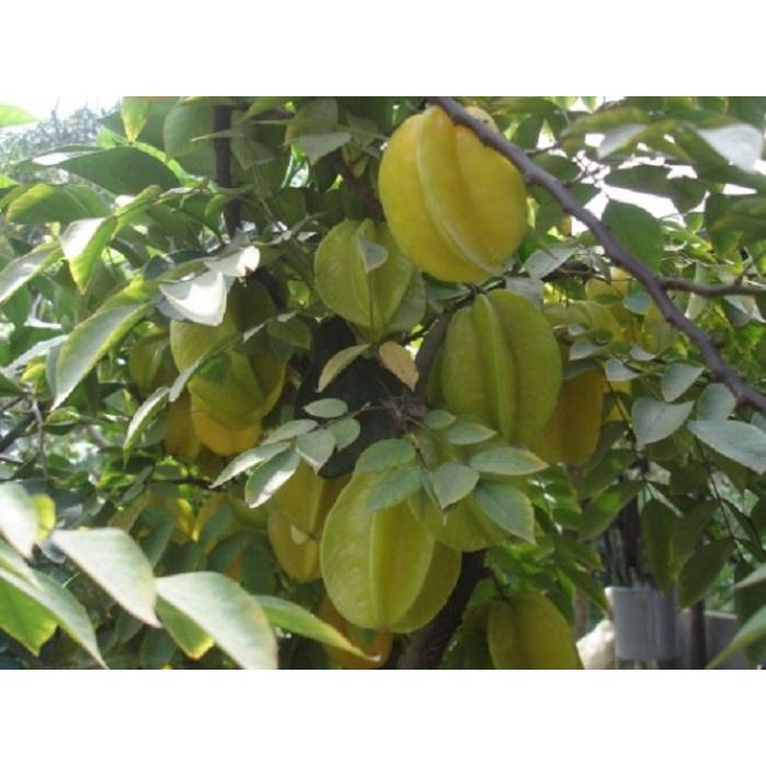 Cây giống khế ngọt - khế chua siêu quả hàng chuẩn F1, năng suất cao, mọng nước