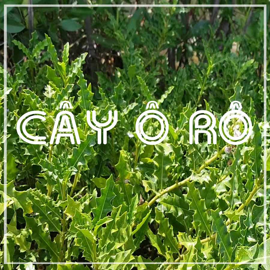 CÂY Ô RÔ khô sạch đóng gói 500g - Hàng Công Ty