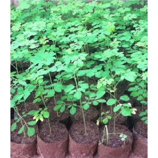 Hạt giống cây chùm ngây F1 CT20 - Gói 10 hạt