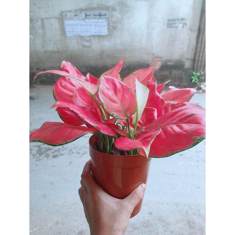 Vạn Lộc Hồng