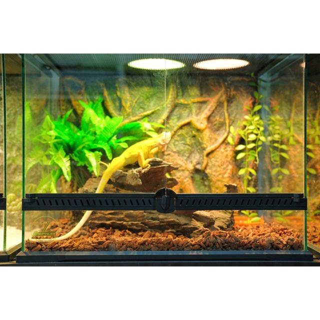 Đồng hồ cơ đo nhiệt chuồng bò sát Precision Analog Reptile Thermometer