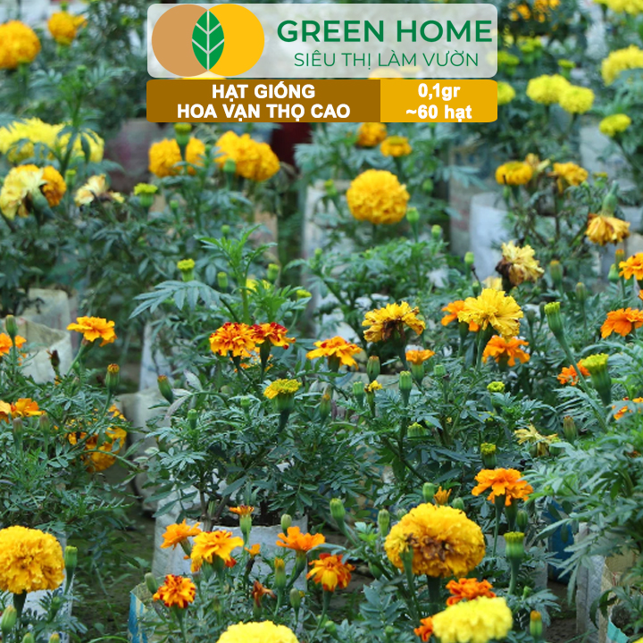 Hạt Giống Hoa Vạn Thọ Cao Nhiều Màu GreenHome, Gói 0,1g~60 hạt, Dễ Trồng Quanh Năm, Hoa To H20