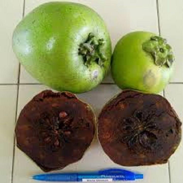 CÂY GIỐNG HỒNG ĐEN SOCOLA( Black Sapote) NHIỆT ĐỚI SIÊU NGON, CAM KẾT CHUẨN GIỐNG F1