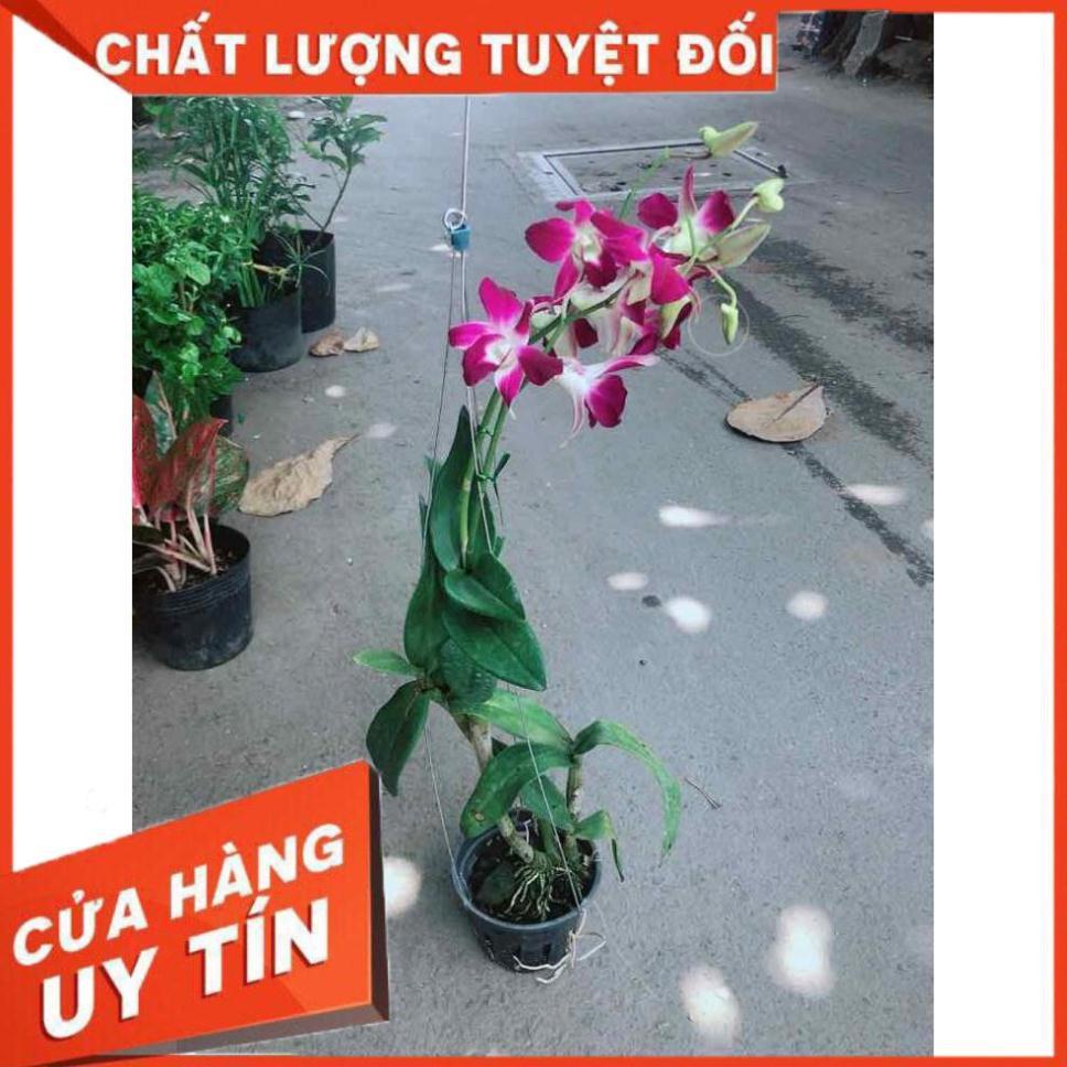 Chậu Lan Dendro Nhiều Người Mua