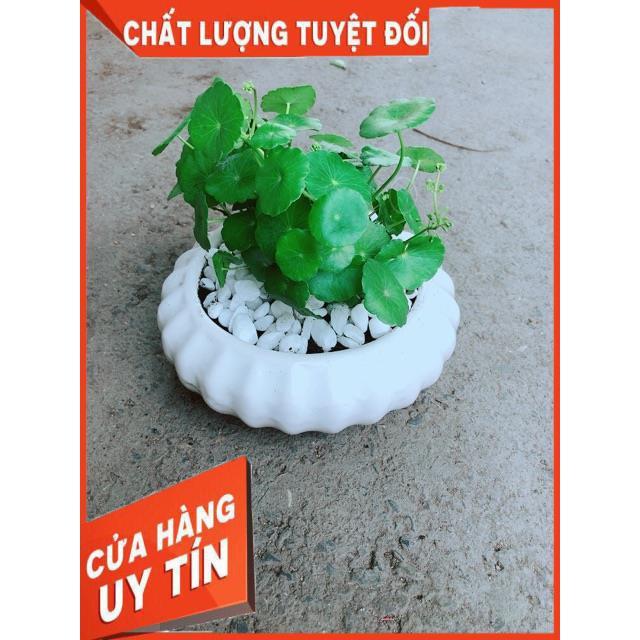 Chậu Cỏ Đồng Tiền
