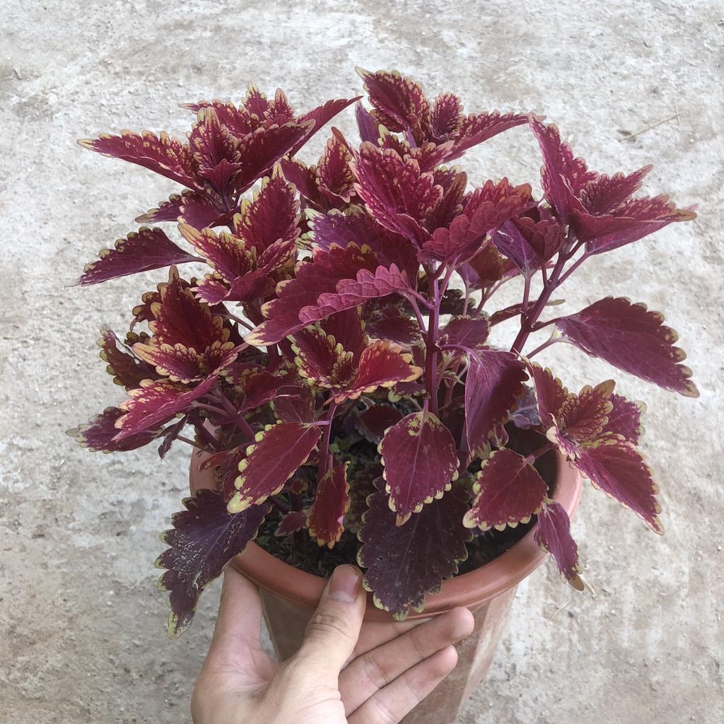 Cây lá gấm lá đỏ chiều cao 25cm với sắc đỏ rực rỡ mang nhiều may mắn, dễ chăm sóc thích hợp trang trí cảnh quan