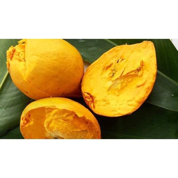 Cây giống Lê Ki Ma siêu quả.