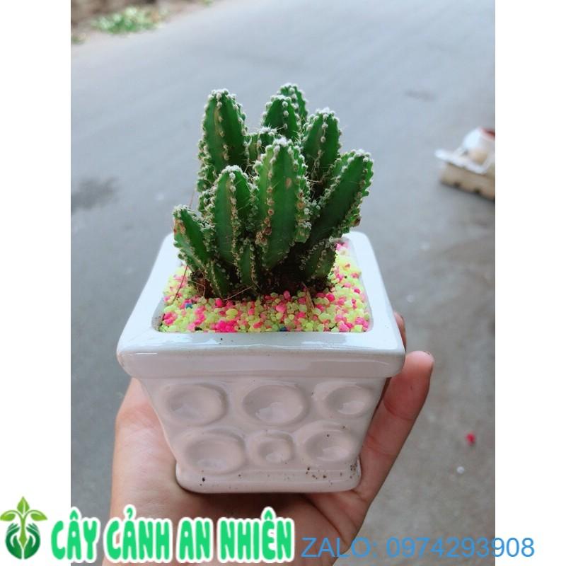 Chậu Xương Rồng Thanh Sơn