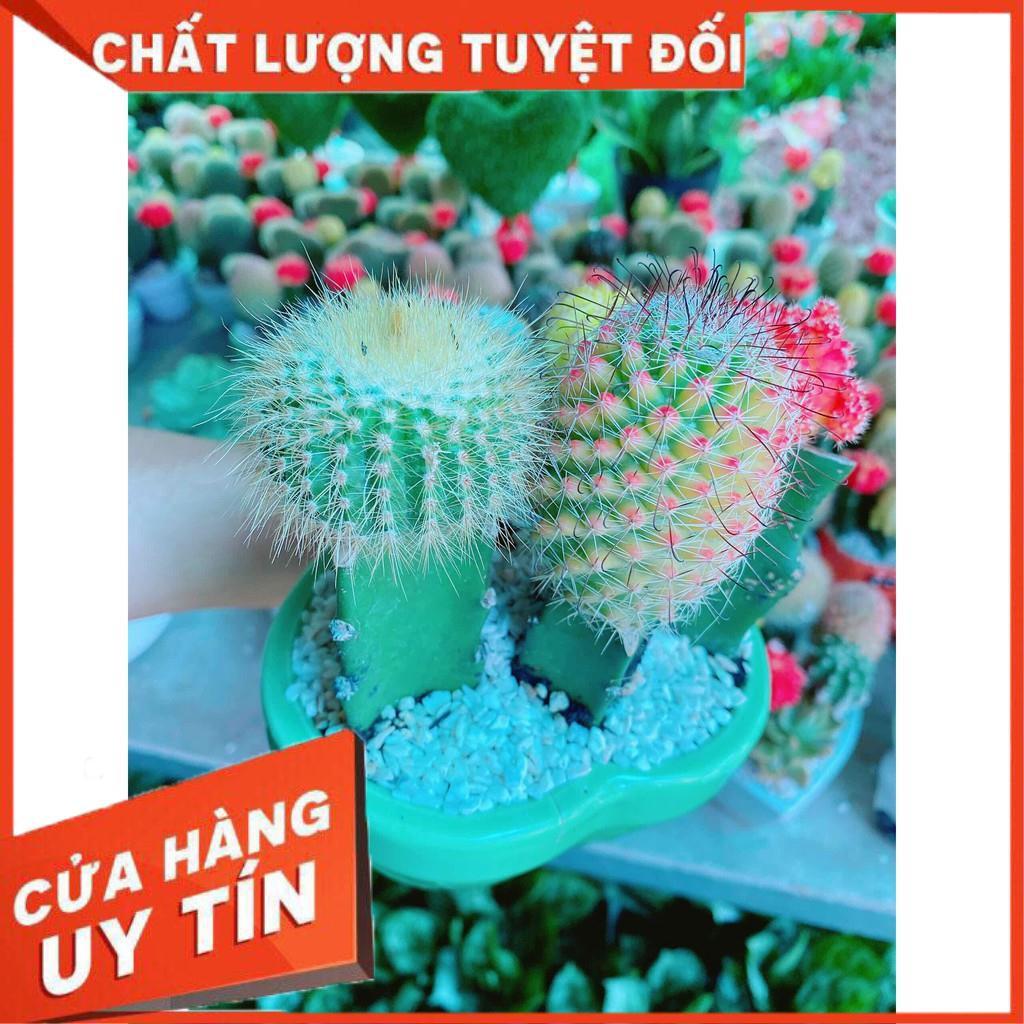 Chậu xương rồng tiểu cảnh Nhiều Người Mua