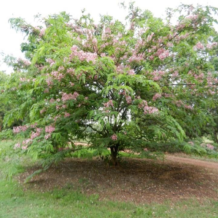 CÂY GIỐNG MUỒNG HOA ĐÀO
