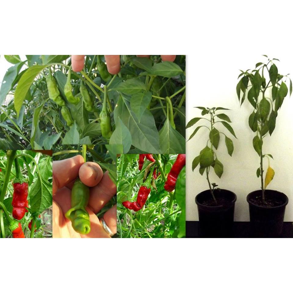 Gói 5 hạt giống ớt Peter giống chuẩn