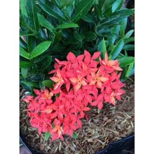 Hoa mẫu đơn bỉ- màu đỏ