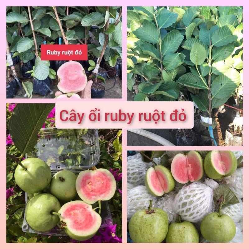 Cây giống ổi  ruột đỏ Đài Loan không hạt cây ghép 60-70cm