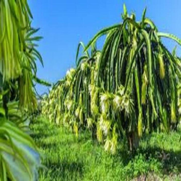 CÂY GIỐNG THANH LONG VỎ VÀNG RUỘT TRẮNG THÁI