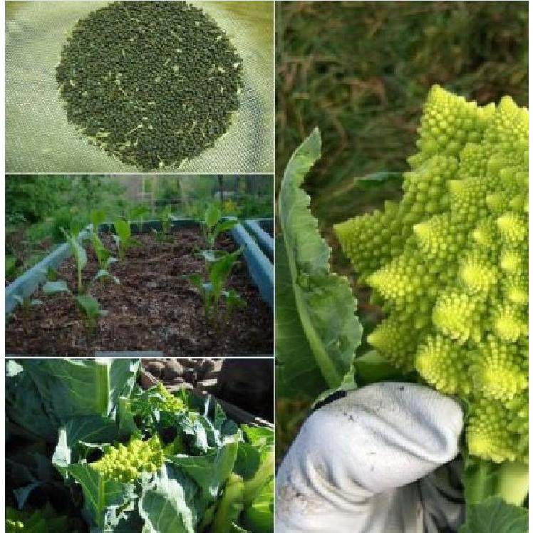 Hạt giống súp lơ san hô F1