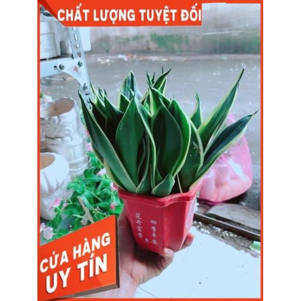 Chậu Lưỡi Hổ Thái Xanh