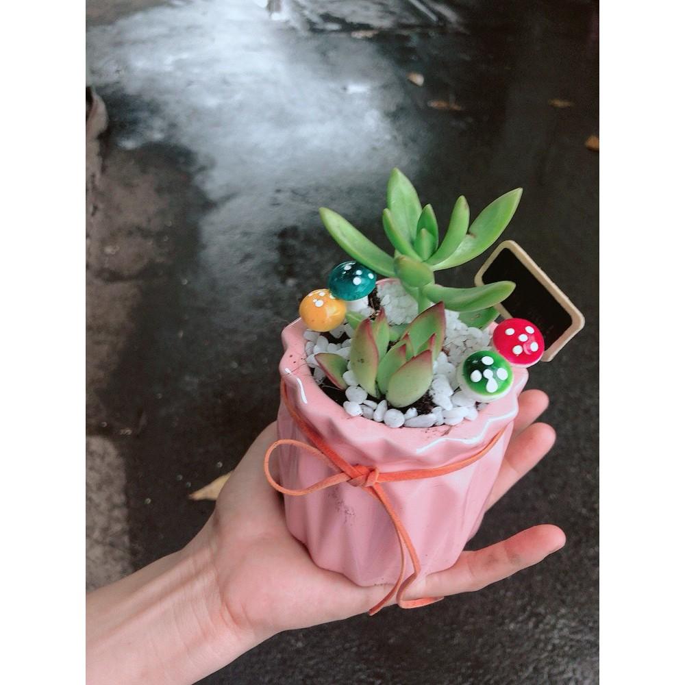 Chậu tiểu cảnh sen đá 1