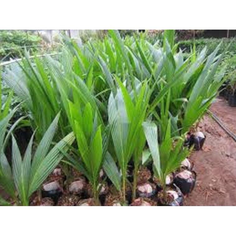 Cây giống DỪA XIÊN LÙN siêu quả - cây giống chuẩn F1