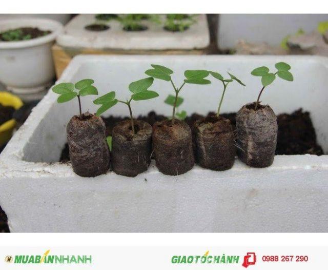 Combo 200 viên nén sơ dừa