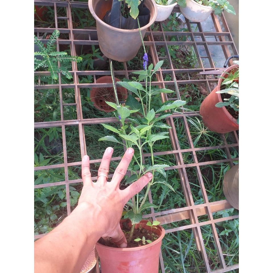 Cây Đuôi chuột cao 40cm 04 cây