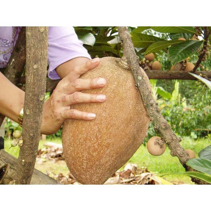 Cây SAPÔCHÊ RUỘT ĐỎ KHỔNG LỒ... 1 năm cho trái