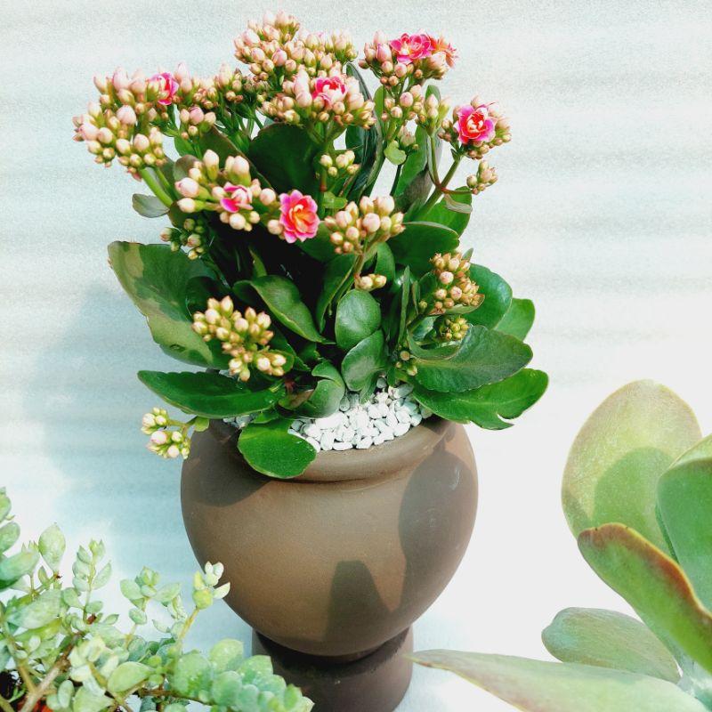 Chậu đất nung Bình Dương - Chum cao, miệng chậu 14cm, chiều cao 20cm