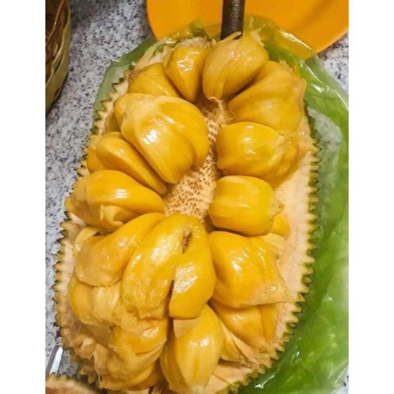 Mít tố nữ - nữ hoàng các loại mít