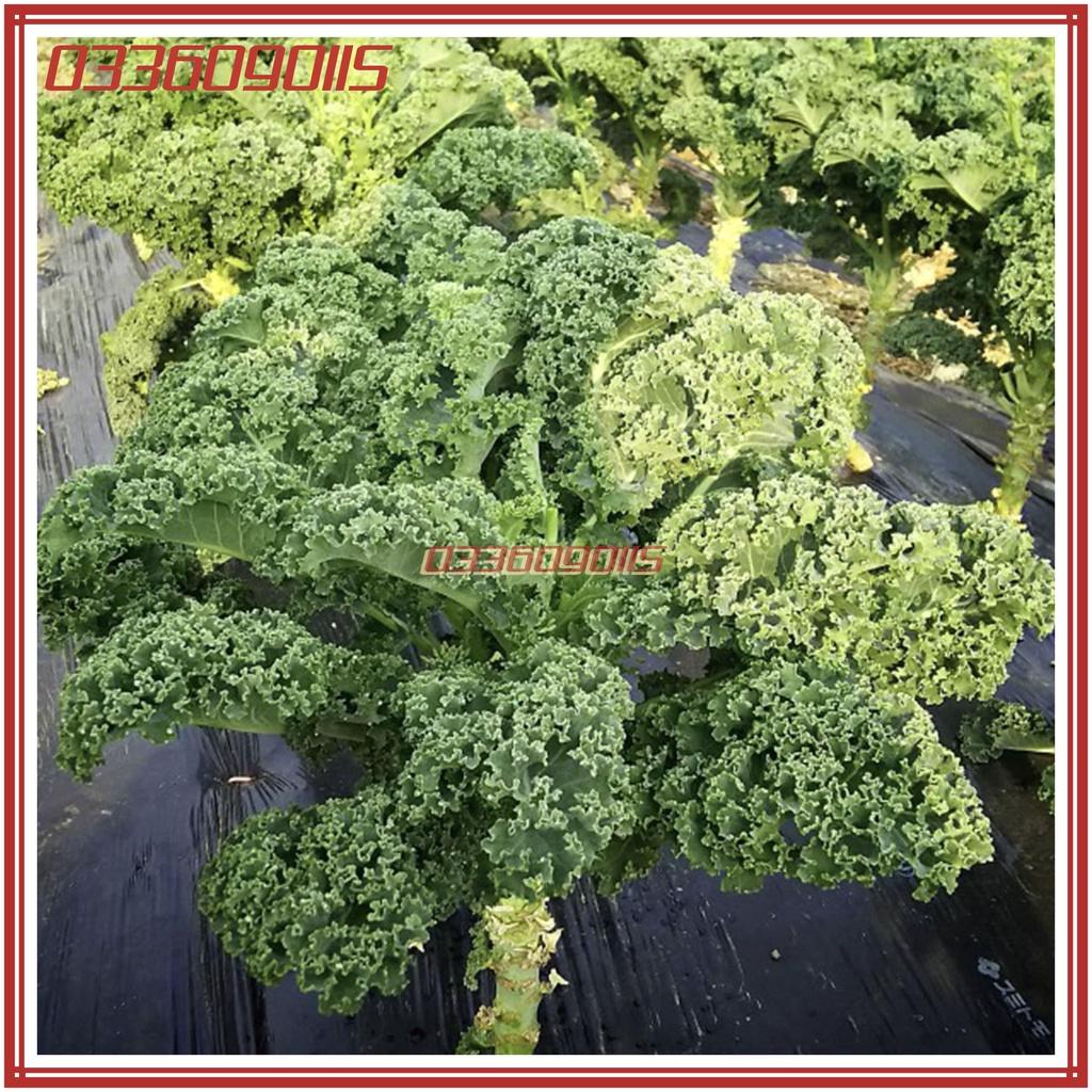 2gam Hạt gióng rau cải lá xoăn kale - hạt giống chất lượng tuyển chọn loại 1