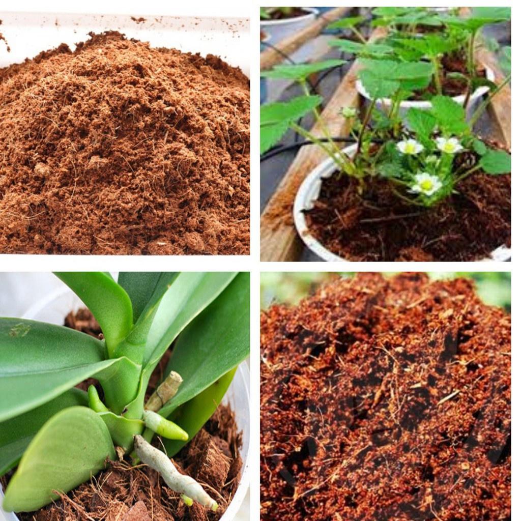 Mụn dừa SFARM đã qua xử lý - Túi 5 dm Giá thể trồng cây