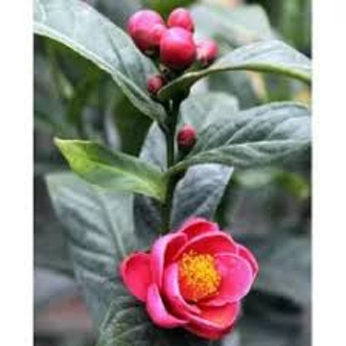 Hạt Giống Hoa Hải Đường màu hồng/gói 5 hạt