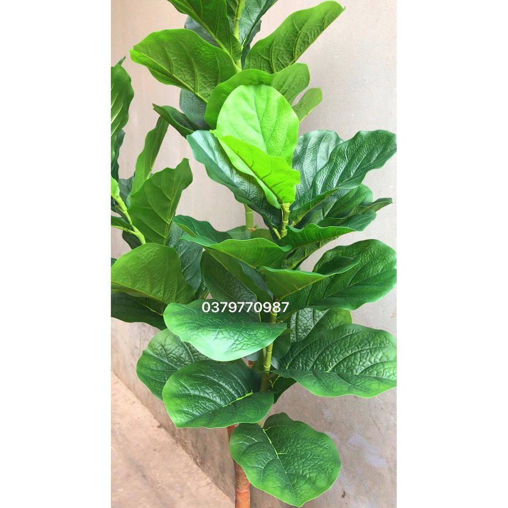 Cây giả - Cây bàng Đài loan 170cm 3 nhánh siêu to