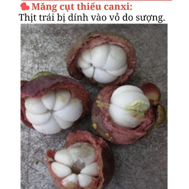 Phân bón Canxi bo đa năng, Siêu canxi bo chống thối quả, nứt quả, chống rụng hoa và quả non