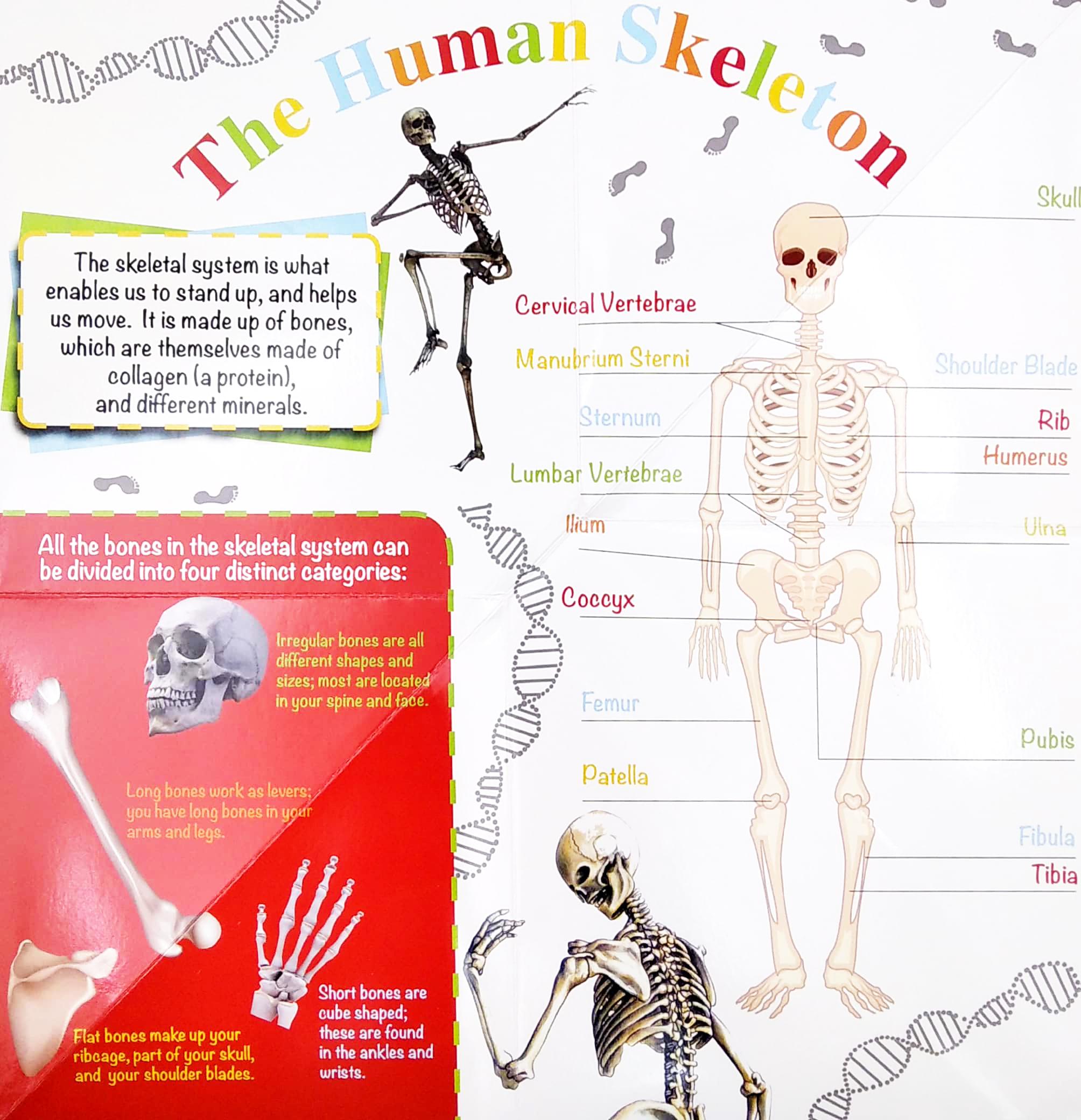 Wonder Of Learning - My Fold-Out Book Of The Human Body