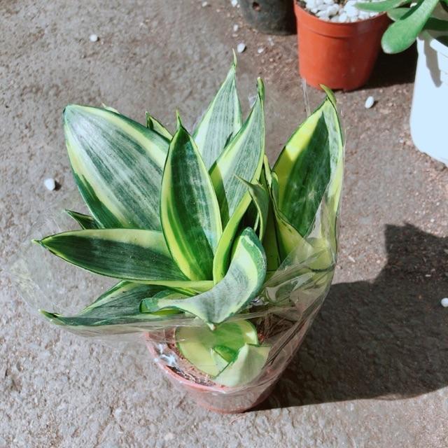 Chậu Lưỡi Hổ Thái Vàng