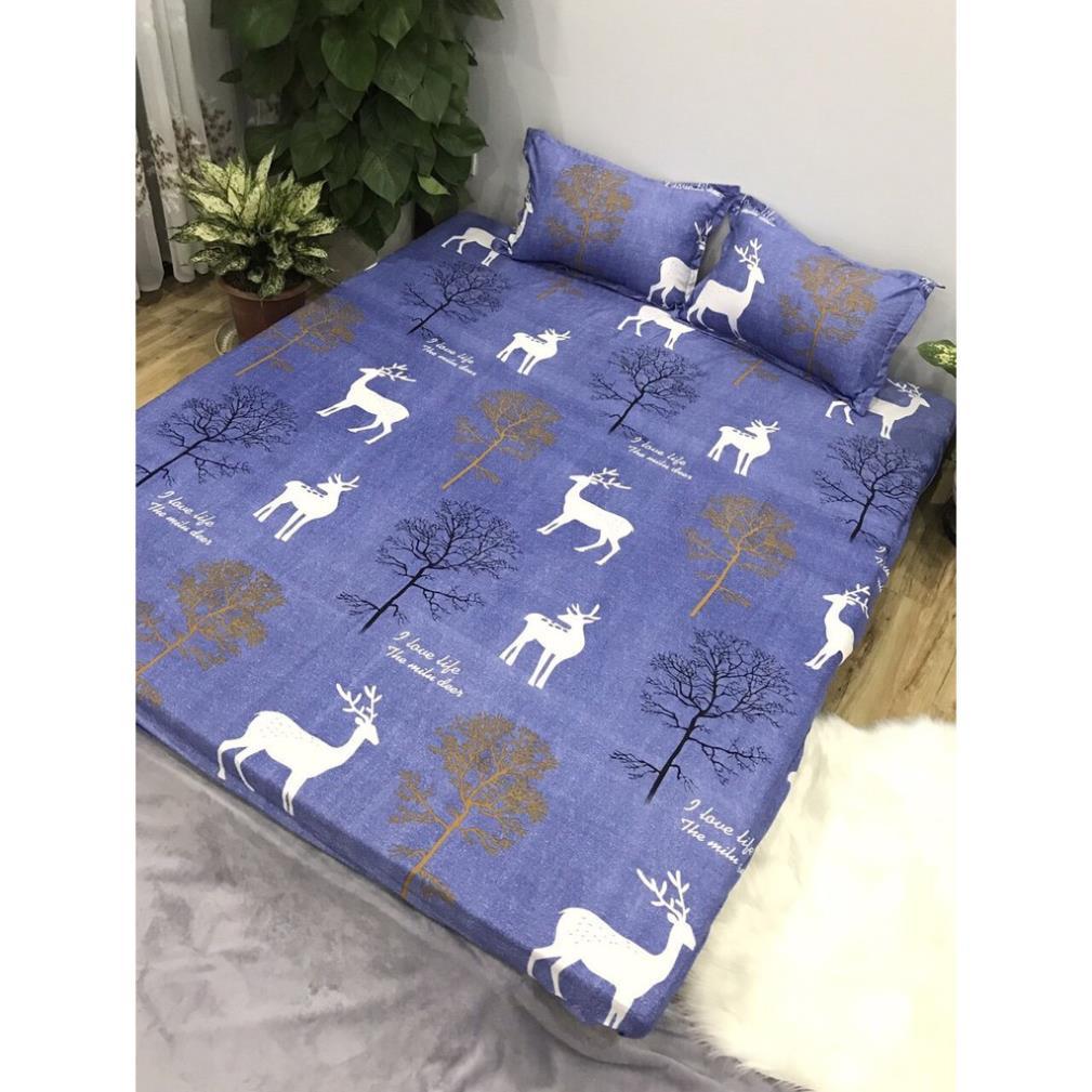 Bộ ga gối poly cotton
